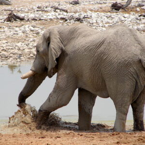 Elefanten an einer Wasserstelle in Etosha (Symbolbild)