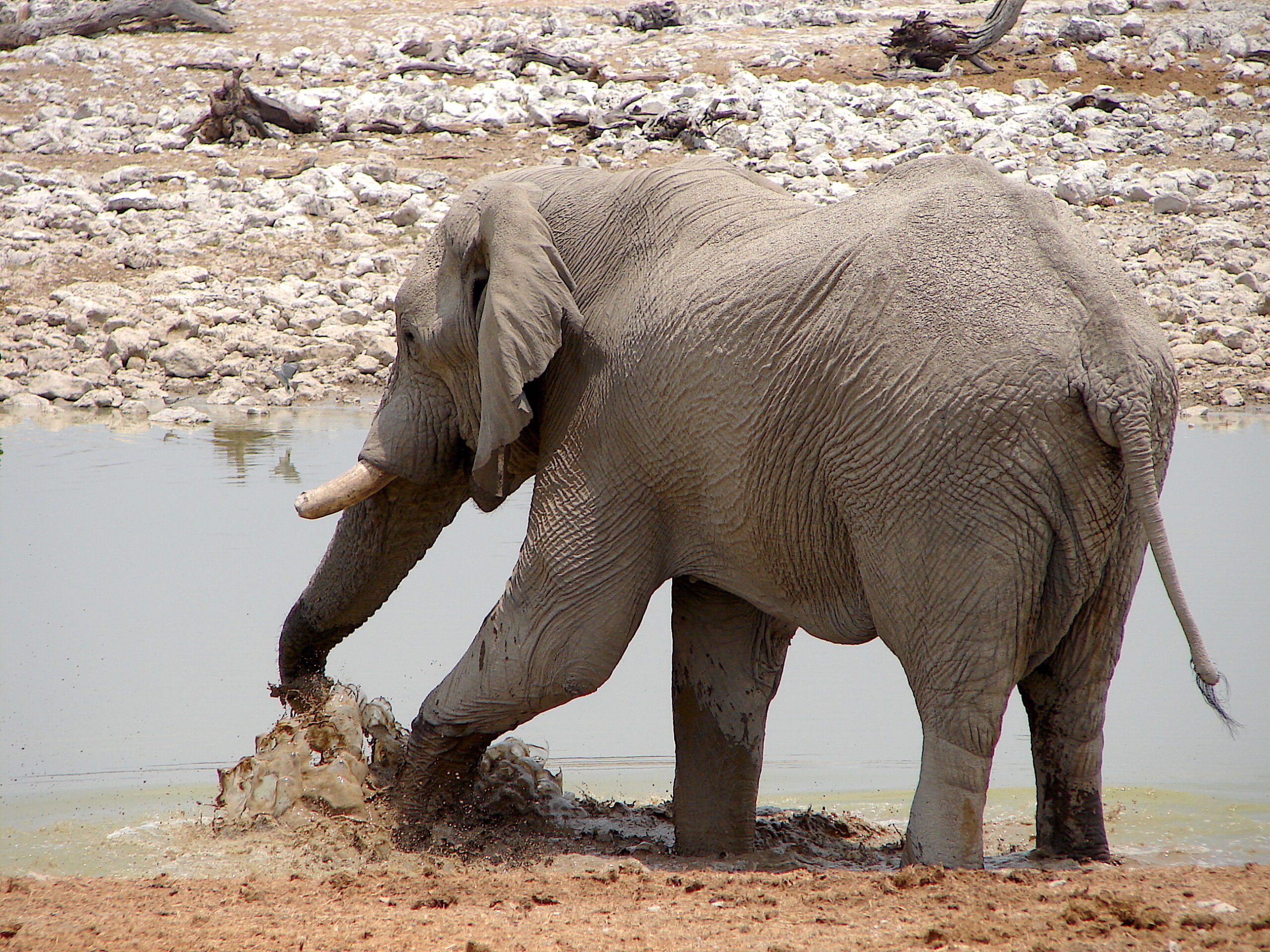 Elefanten an einer Wasserstelle in Etosha (Symbolbild)
