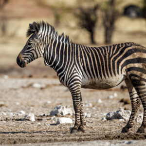Bergzebras in Etosha (Symbolbild)