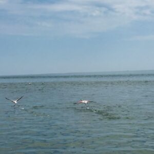 Flamingos an der Route nach Sandwich Harbour bei Walvis Bay (Symbolbild)