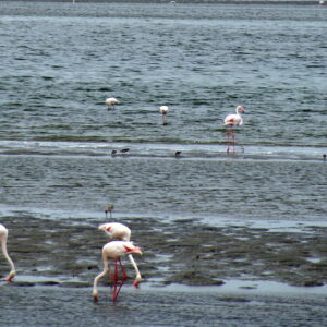 Flamingos in der Lagune von Walvis Bay auf dem Weg nach Sandwich Harbour (Symbolbild)