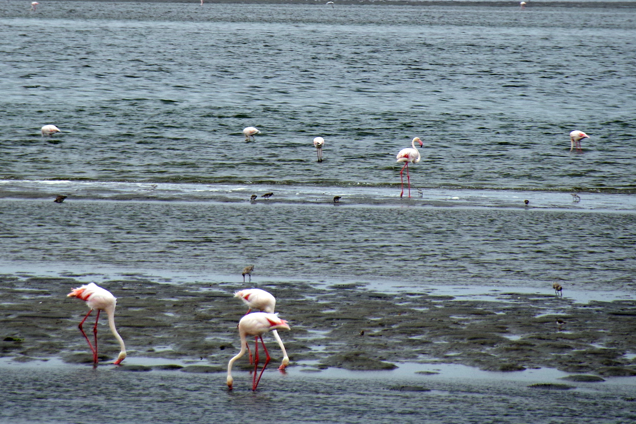 Flamingos in der Lagune von Walvis Bay auf dem Weg nach Sandwich Harbour (Symbolbild)