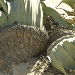 Welwitschia mirabilis im Namib-Naukluft-Nationalpark (Symbolbild)