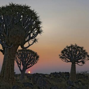 Köcherbäume bei Sonnenuntergang im Köcherbaumwald bei Keetmanshoop (Symbolbild)