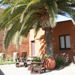 Dunedin Star Guesthouse Swakopmund: Palme und Gartenbänke