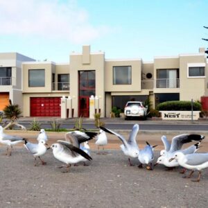 Kleines Nest Bed and Breakfast Walvis Bay: Lagunenvögel vor der Unterkunft