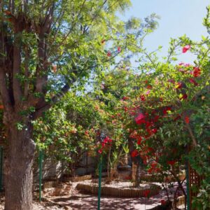 The Falcon Windhoek: blühende Bäume im Garten