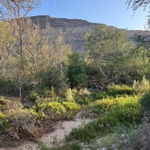 Tsauchab River Camp Campsite: Weg über den Campingplatz
