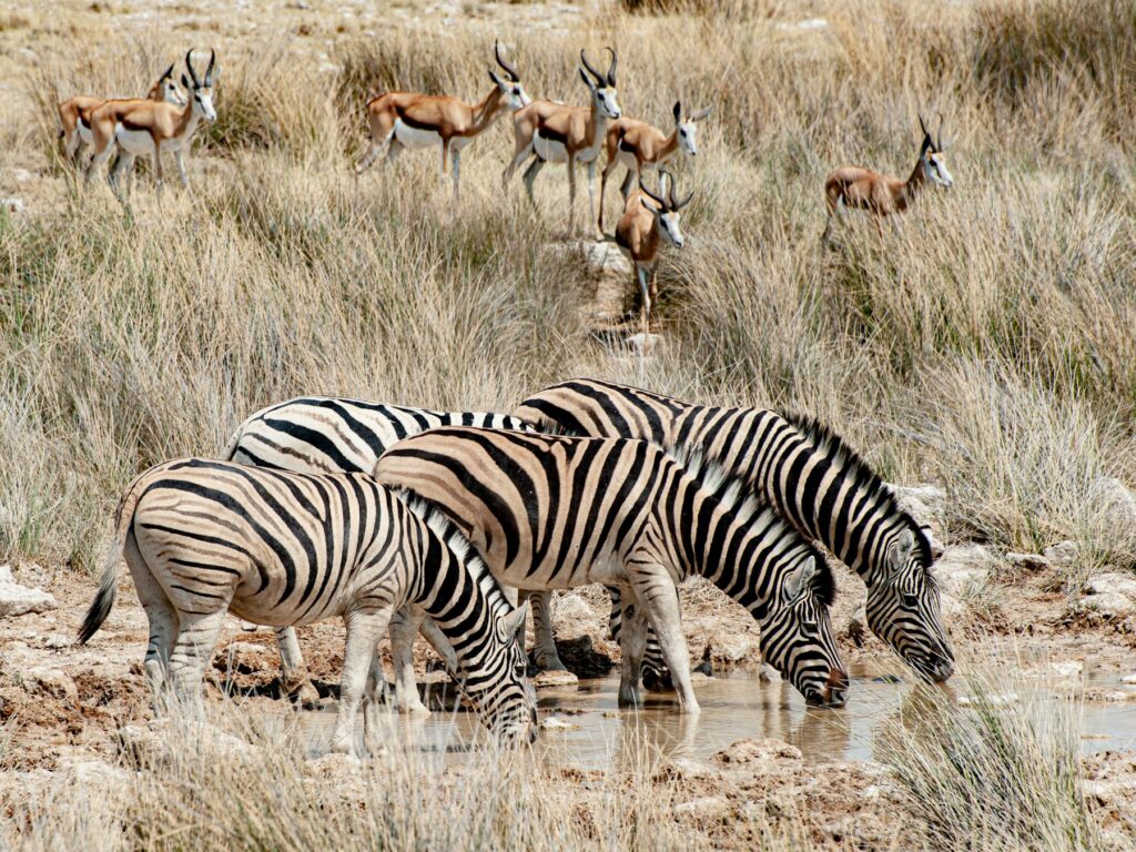 Zebras trinken in der Trockenzeit an einem Wasserloch in Etosha