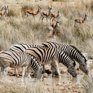 Zebras trinken in der Trockenzeit an einem Wasserloch in Etosha