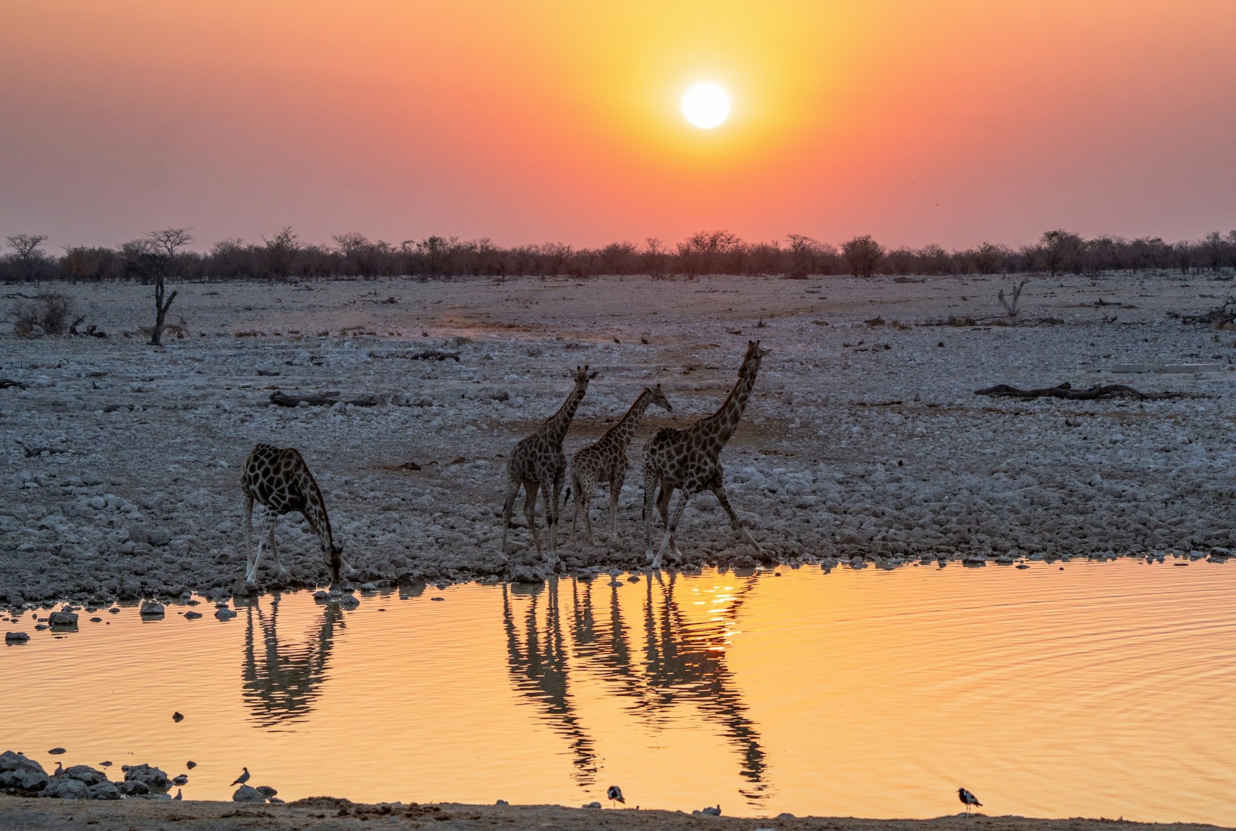 Giraffen an einem Wasserloch in Etosha bei Okaukuejo