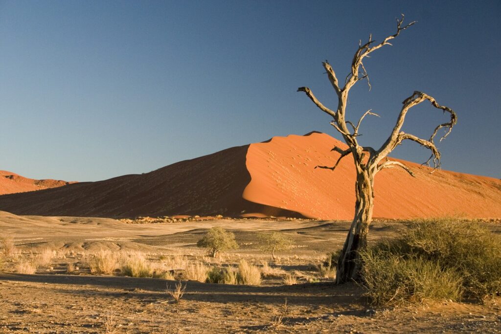 Kameldornbaum in der Region Sossusvlei – Rundreise durch Wüste und Küste