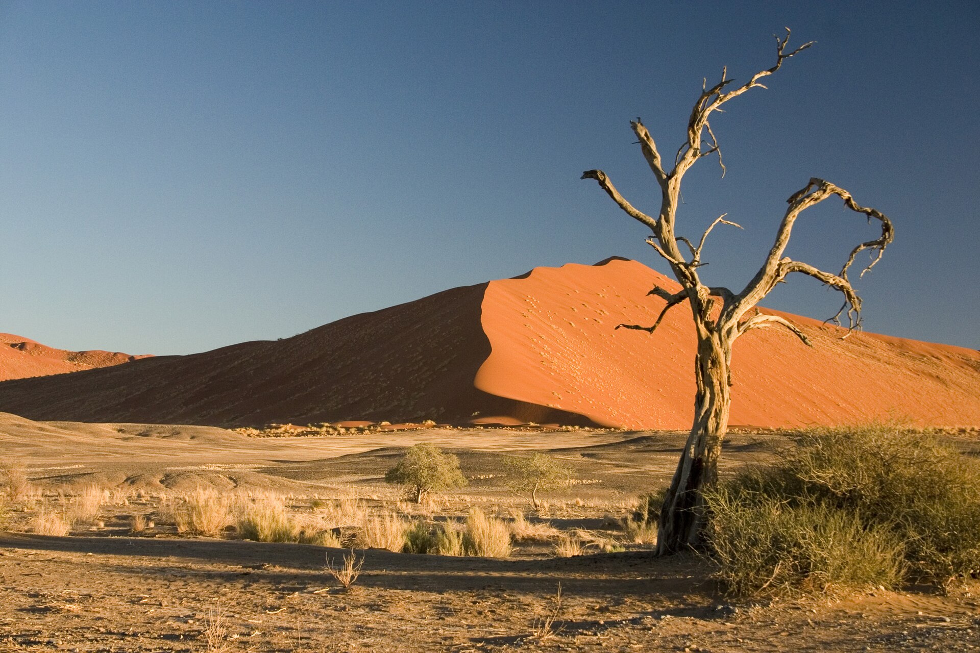 Kameldornbaum in der Region Sossusvlei – Rundreise durch Wüste und Küste