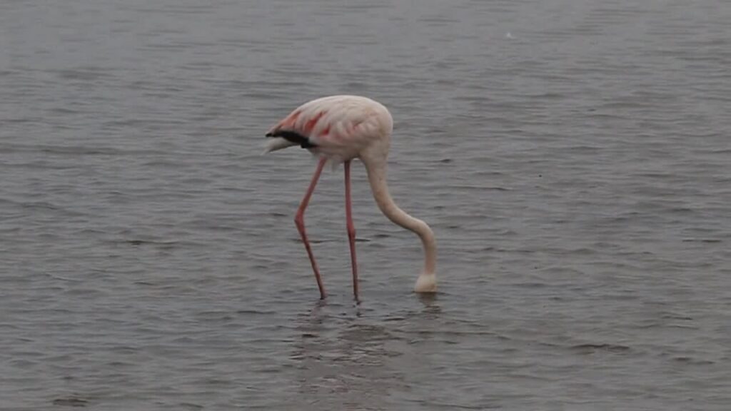 Rosaflamingo bei der Nahrungssuche in der Lagune von Walvis Bay