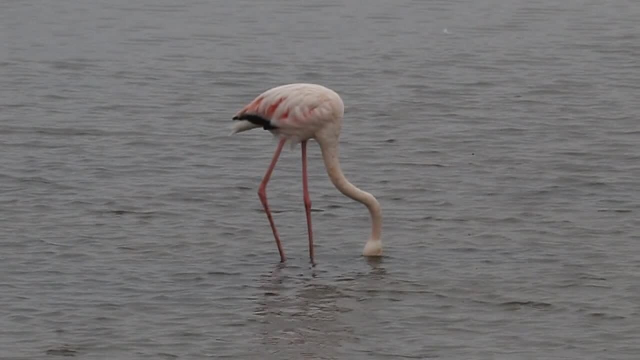 Die Lagune von Walvis Bay: So planen Sie einen gezielten Besuch