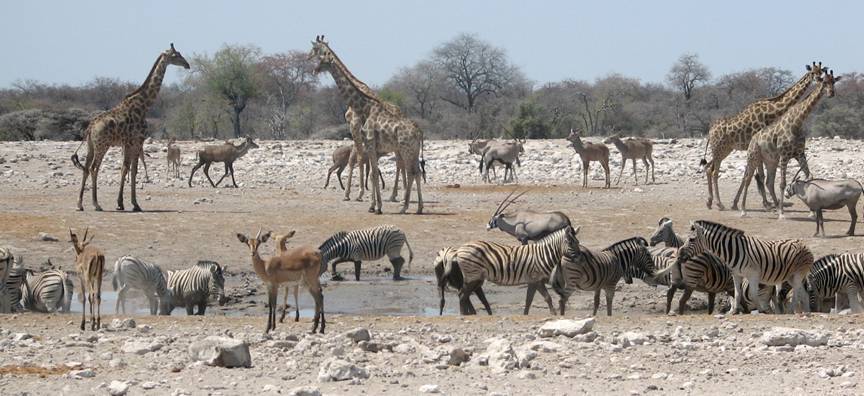Safari im Namutoni-Sektor von Etosha