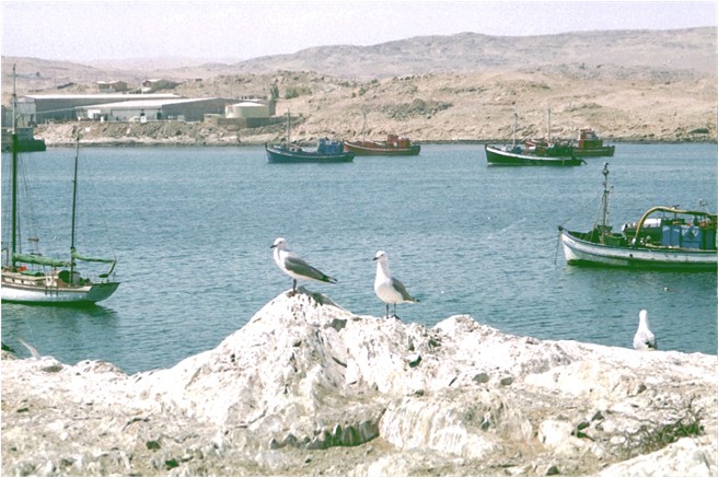 Hafen von Lüderitz mit Hartlaubmöwen