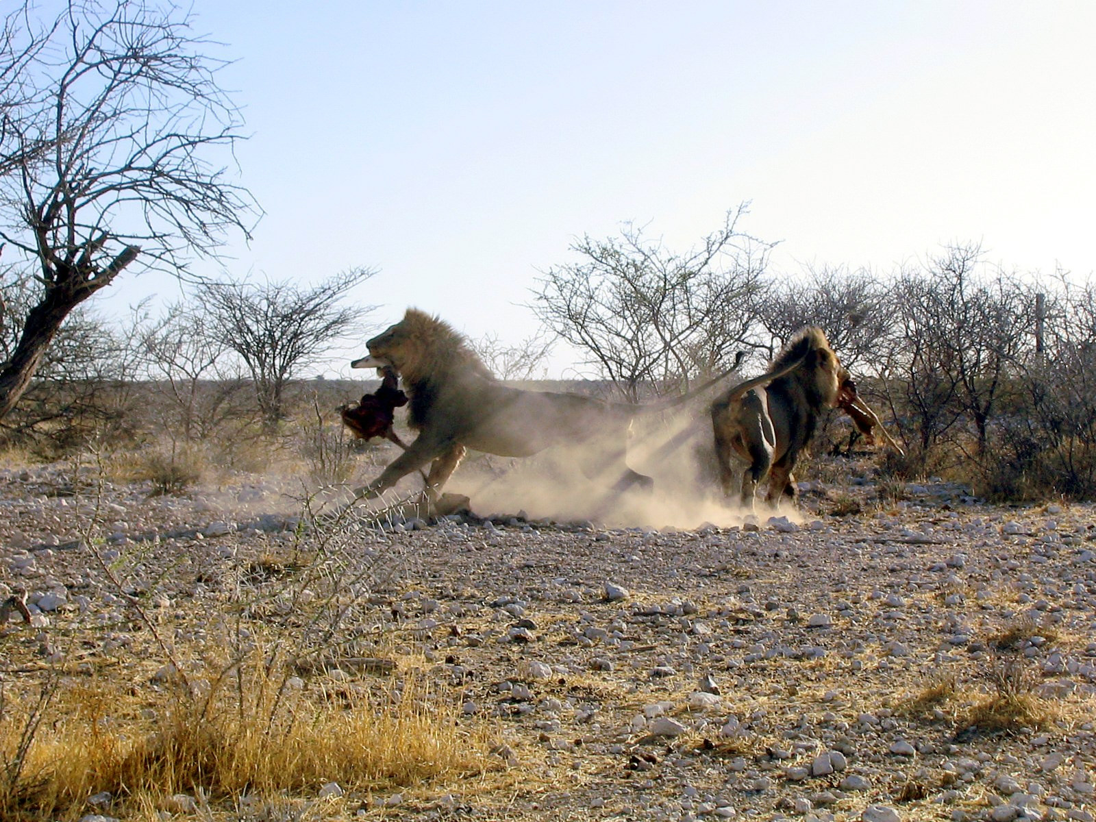 Löwen im Etosha-Nationalpark