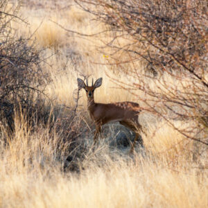 Boscia Hunting And Guest Farm, Namibia