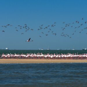 Flamingos im flachen Wasser der Lagune von Walvis Bay (Symbolbild)
