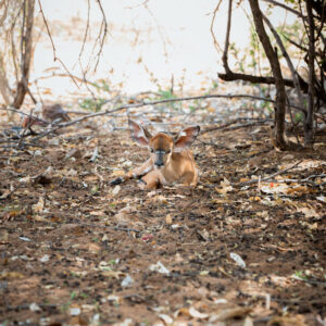 Kalahari Bush Breaks Lodge