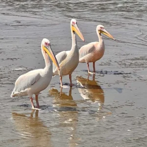 Ngandu at Sea Walvis Bay