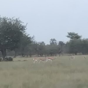 Paradise Nature Tented Camp