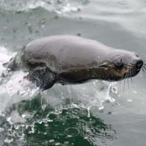 Südafrikanischer Seebär in Walvis Bay (Symbolbild)