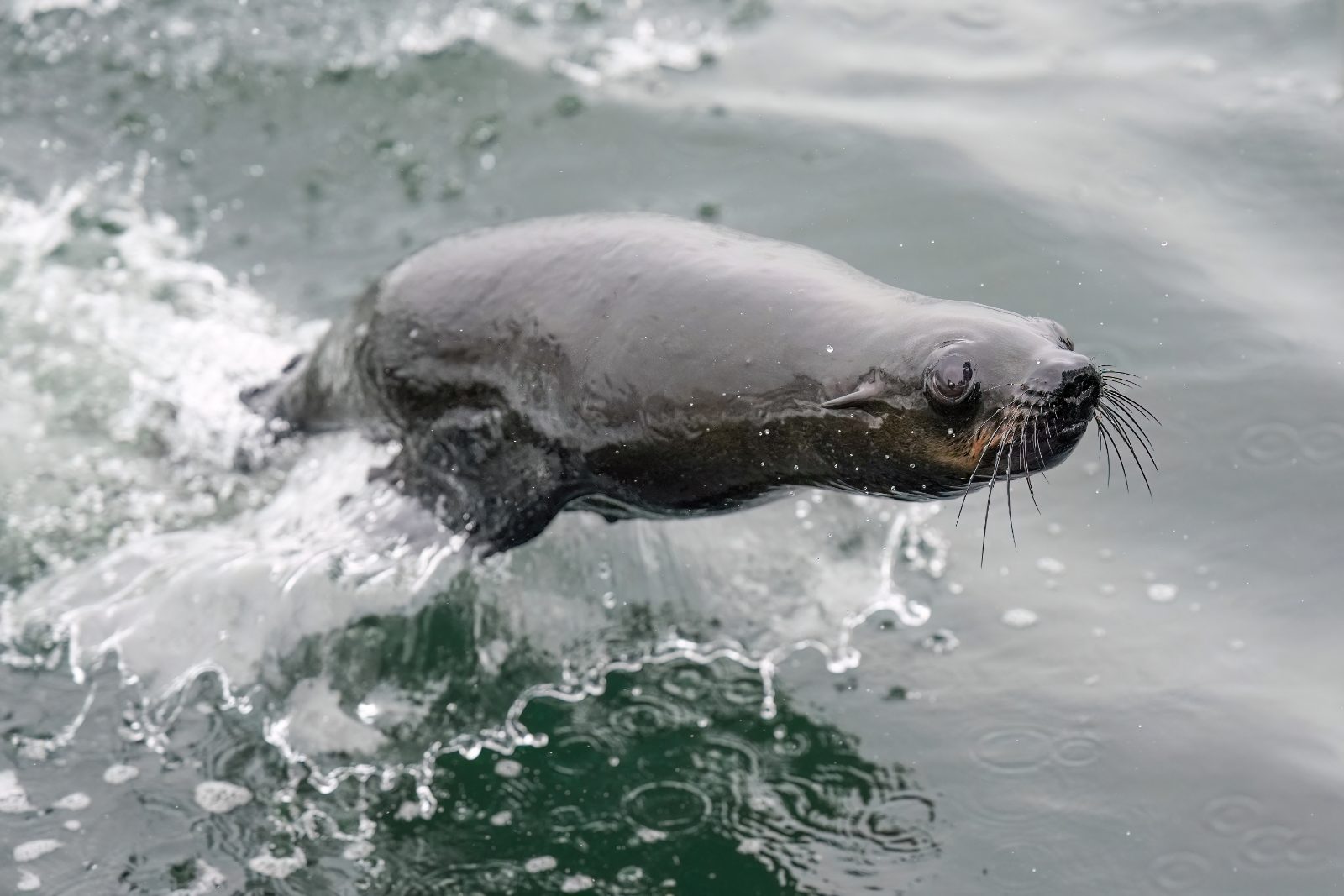 Südafrikanischer Seebär in Walvis Bay, Namibia