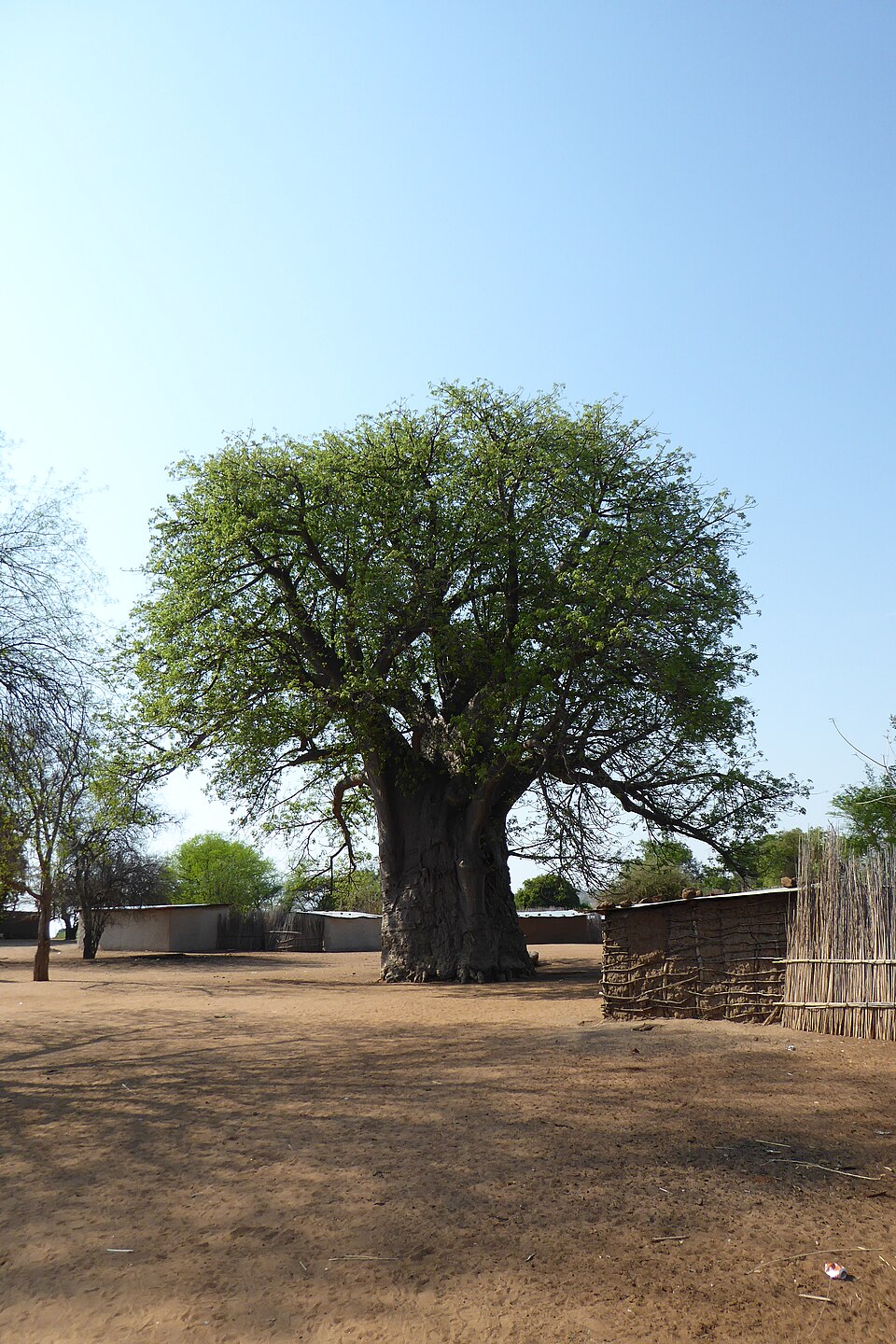Baobab in einem Dorfgehöft in der Sambesi-Region, Namibia