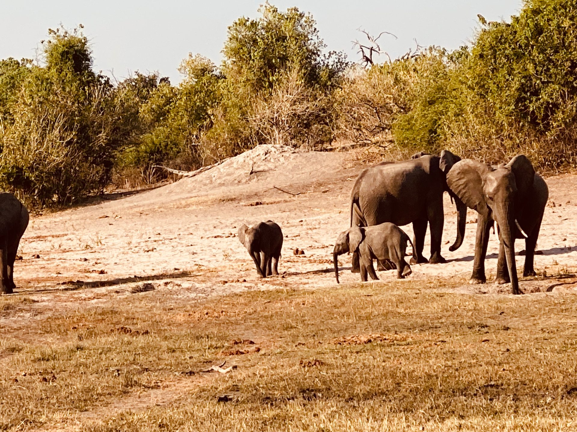 Eine Elefantenherde im Bwabwata-Nationalpark nahe dem Kwando, Namibia
