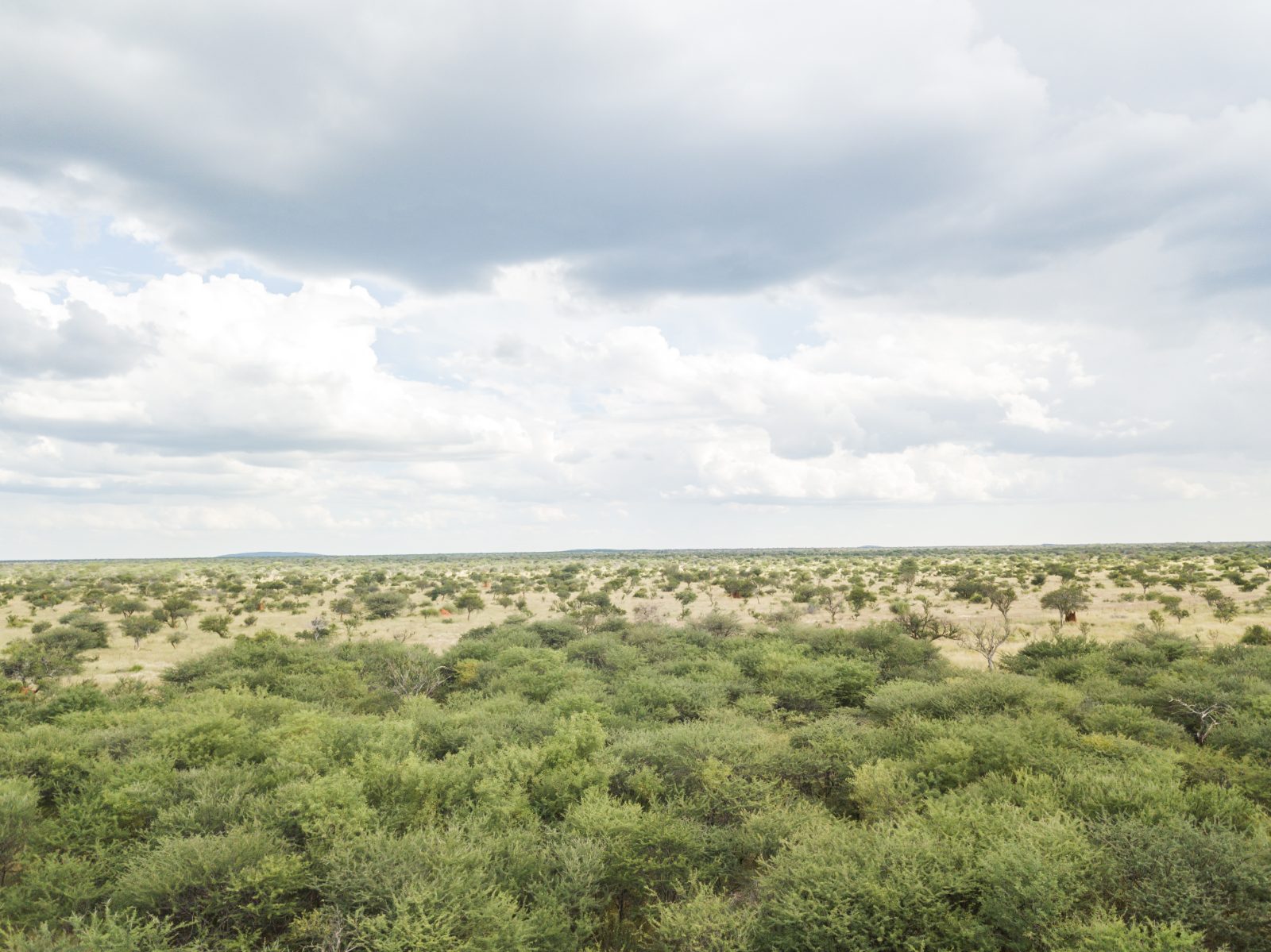 Busch- und Savannenlandschaft bei Windhoek, typisch für Zentralnamibia außerhalb der Hauptstadt