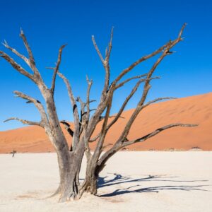 Abgestorbene Kameldornbäume im Deadvlei (Symbolbild)