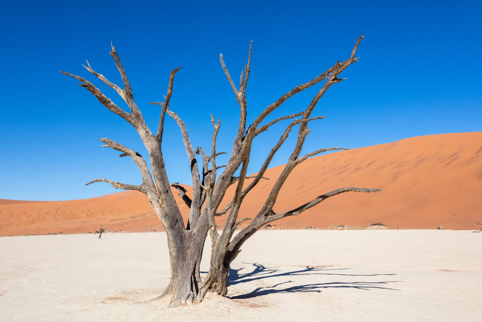 Deadvlei im Sossusvlei, Namibia
