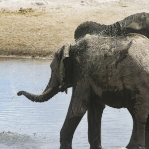 Elefanten an einem Wasserloch in Etosha