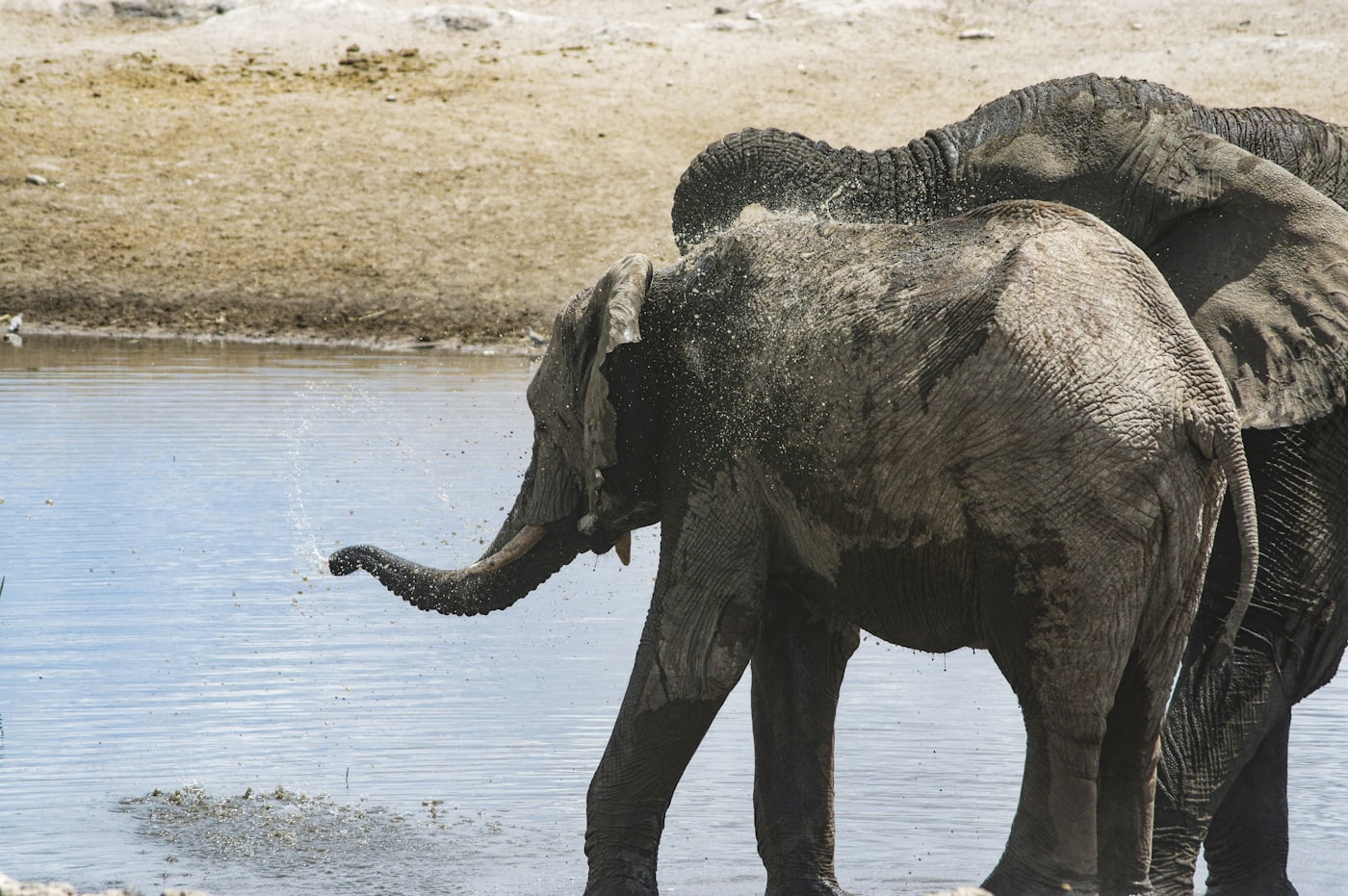 Elefanten an einem Wasserloch in Etosha
