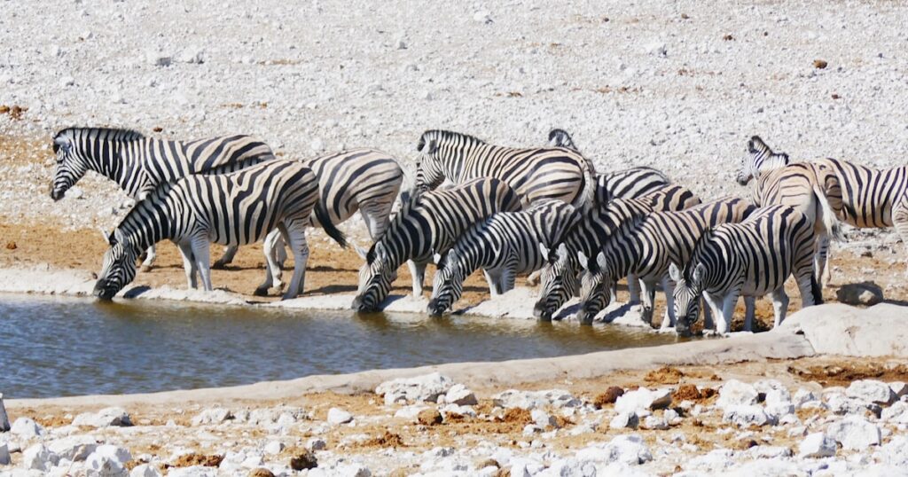 Touren und Safaris in Etosha