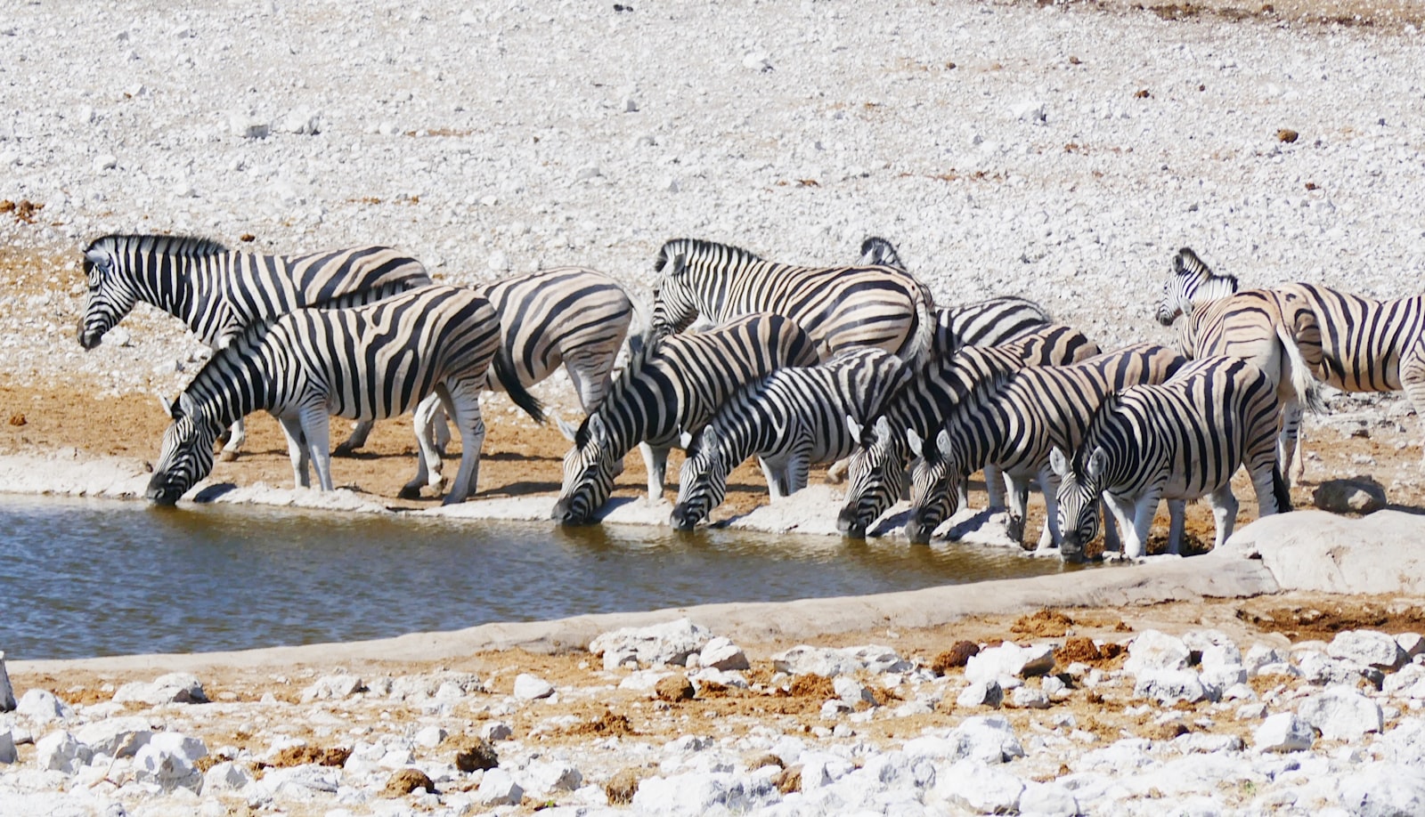 Zebras an einem Wasserloch im Etosha-Nationalpark