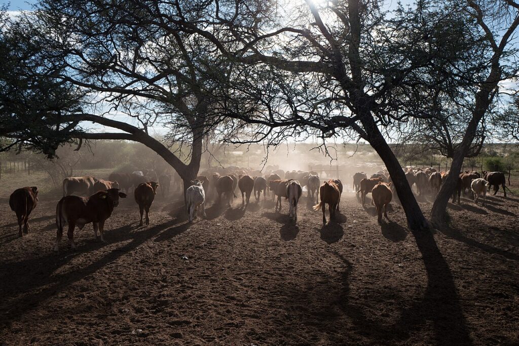 Rinderfarm bei Gobabis in der Kalahari