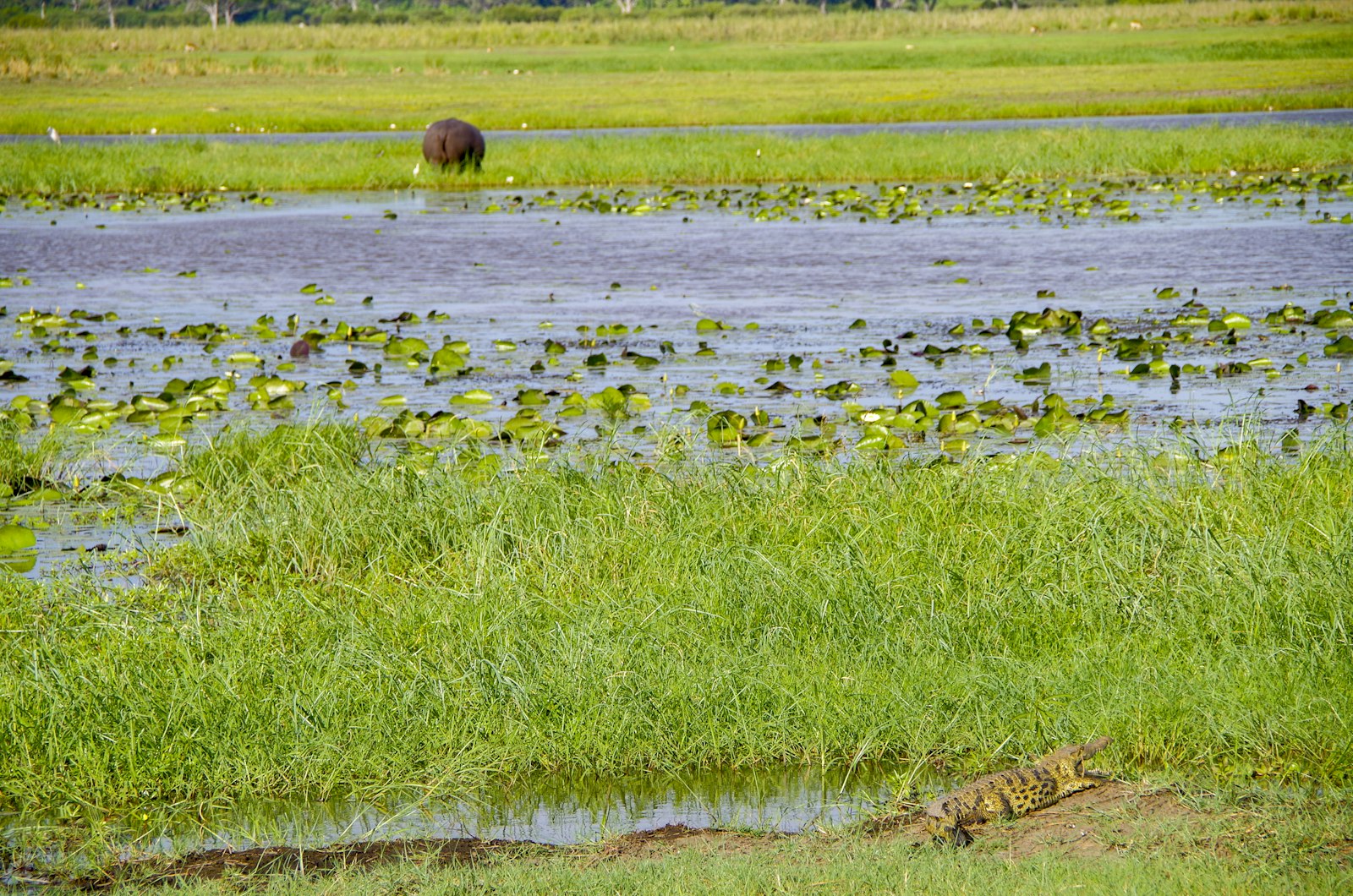Feuchtgebiet am Kavango bei Rundu
