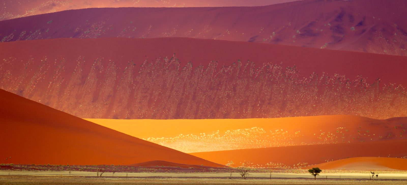 Dünen der Namib bei Swakopmund, Namibia