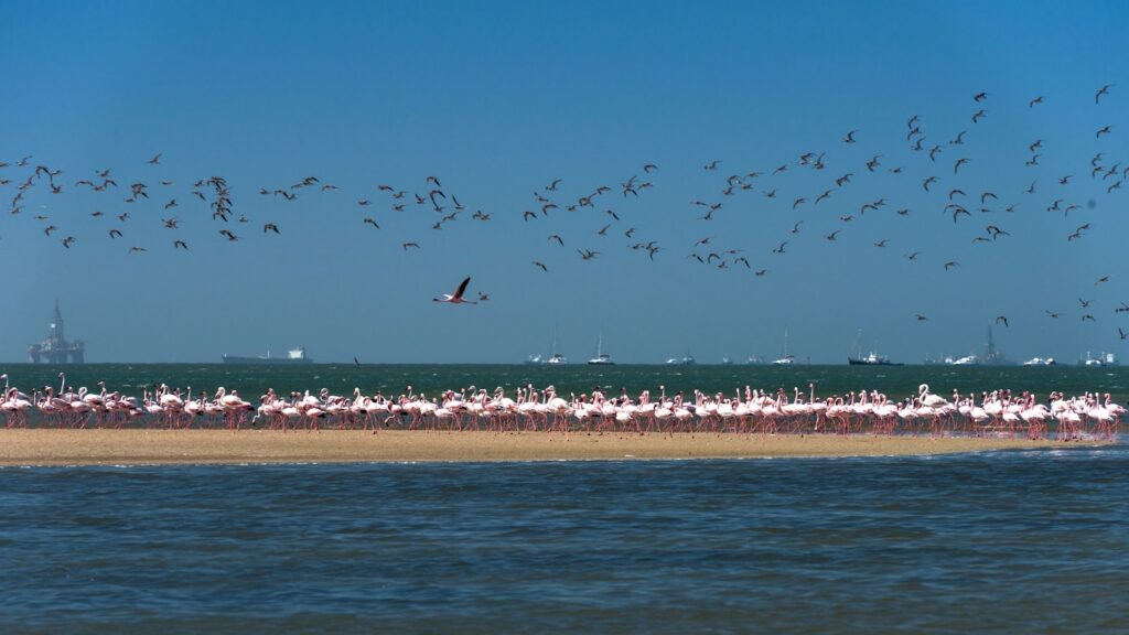 Rosaflamingos in der Lagune von Walvis Bay (Symbolbild)