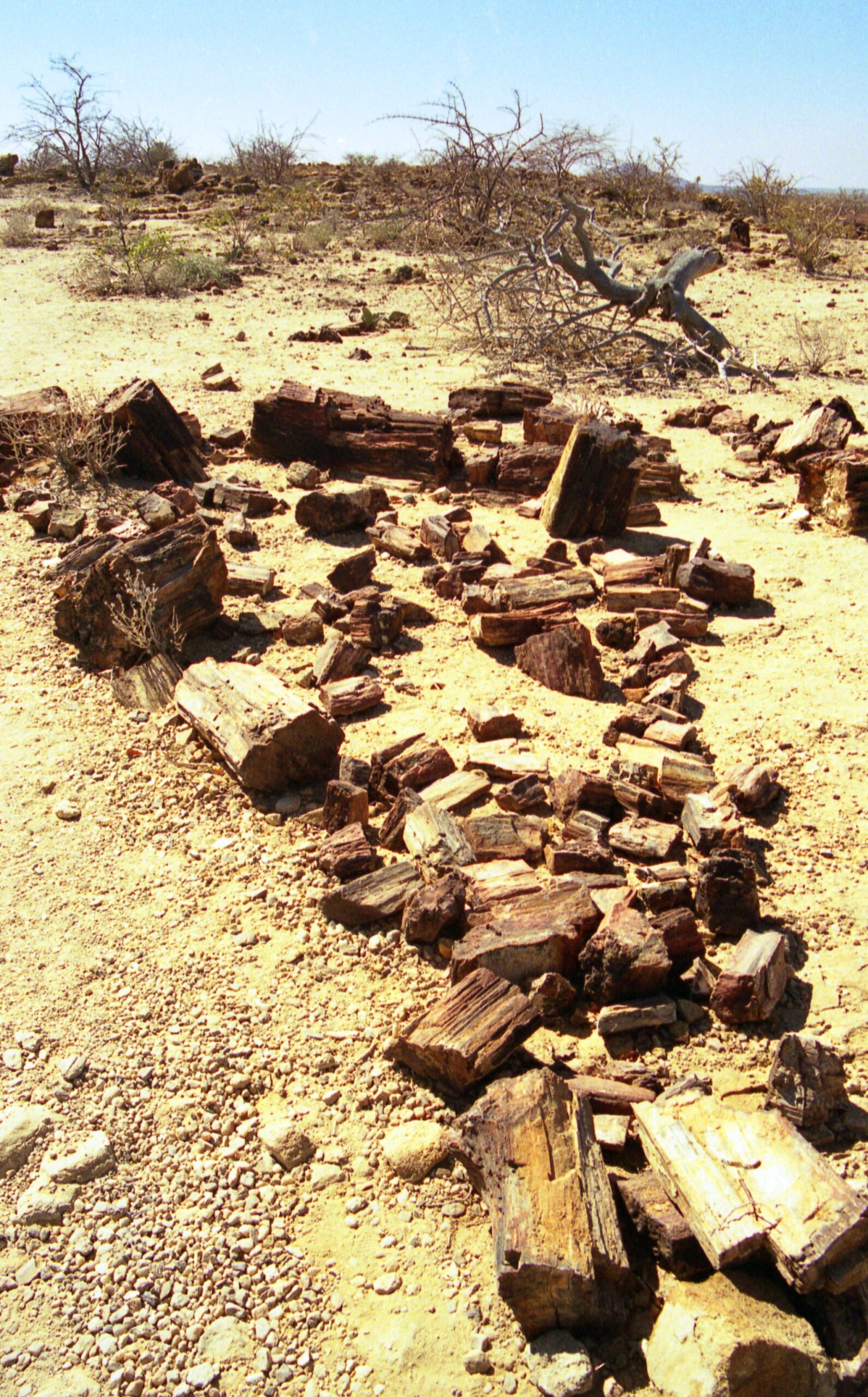 Versteinerte Baumstämme im Versteinerten Wald bei Khorixas, Namibia