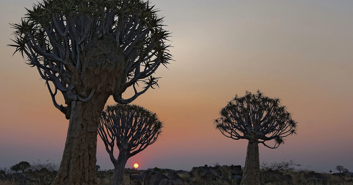 Köcherbäume im Gegenlicht bei Sonnenuntergang bei Keetmanshoop, Namibia
