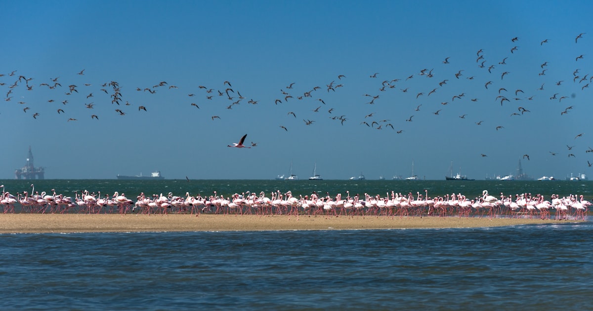 Flamingos in der Lagune von Walvis Bay, Namibia