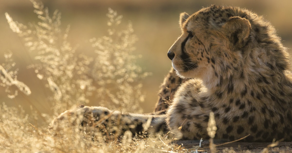 Gepard im Okonjima-Naturreservat bei Otjiwarongo, Namibia